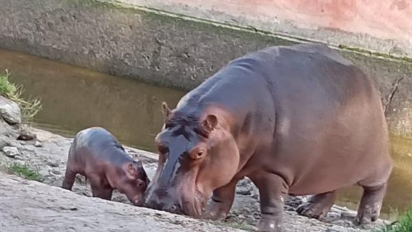 حديقة الحيوان - أرشيفية