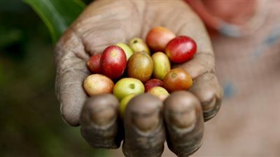 في اليوم العالمي لفن الطبخ المستدام..ما أهداف الاحتفال به؟