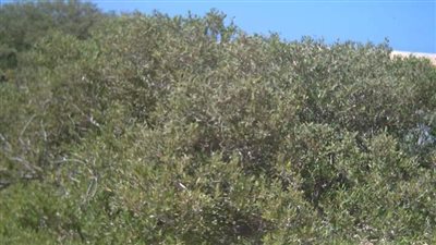 تحافظ على المياه وتحد انبعاث الكربون.. فوائد مذهلة لأشجار المانجروف بمحمية رأس محمد