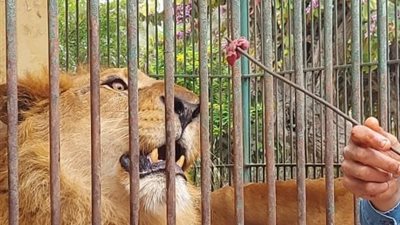 بعد التجديد.. متحدث الزراعة يكشف حقيقة زيادة سعر تذكرة حديقة الحيوان 