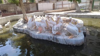 مدير حديقة الحيوان بالفيوم تكشف تفاصيل استقبال 7000 ألف زائر أيام عيد الاضحي المبارك 