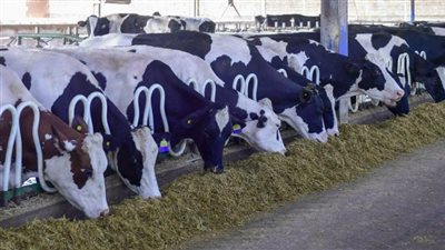 بسبب التقلبات المناخية.. الزراعة توجه تحذيرات عاجلة لمربي الماشية والمزارعين 