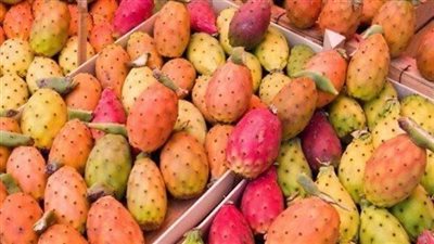 الطبق بـ 70 جنيها.. أسعار التين الشوكي في السوق المحلية وموعد ظهوره بكثرة