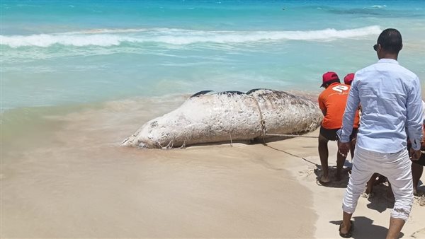 حوت الساحل الشمالي