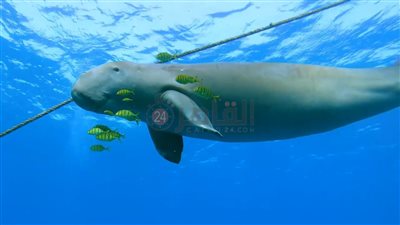 حقيقة مش خيال.. عروس البحر تظهر قبالة سواحل مرسى علم وسط إعجاب السائحين