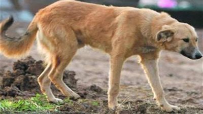 كلب ضال يمزق صغيرًا بقرية في الوادي الجديد 