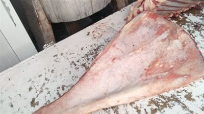 تعرف على خطورة عظمة اللوح.. ولماذا تستخدم في السحر؟