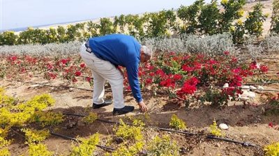 جنوب سيناء تشارك في مبادرة رئيس الجمهورية لزراعة 100 مليون شجرة| صور 
