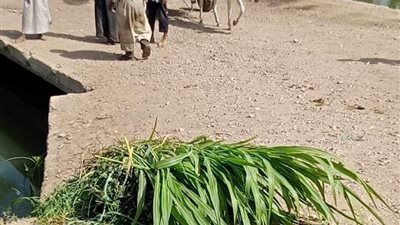 بها جروح.. ندب الطب الشرعي لتشريح جثة شاب عثر عليها داخل ترعة في قنا