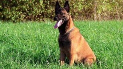 كلب يذعر قرية في قنا ويعقر 12 شخصًا بينهم صغار وشباب | بث مباشر