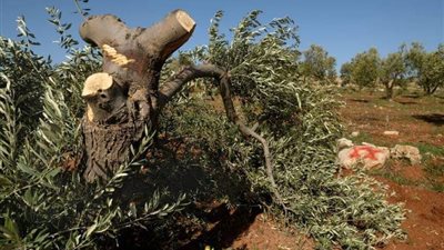 له عواقب مدمرة.. قطعة بامتحان اللغة العربية لطلاب الثانوية تبرز جريمة الاحتلال في قطع الأشجار بغزة
