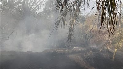 7 سيارات إطفاء للسيطرة على حريق مزارع نخيل في الوادي الجديد| صور