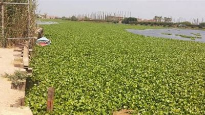 بعد نشر القاهرة 24.. الري تزيل تجمعات نباتية ضارة في النيل