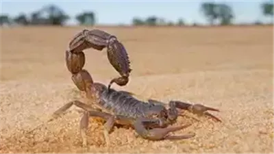 تلقت 107 أمصال.. نجاة فتاة بعد إصابتها بـ3 لدغات عقرب في سوهاج