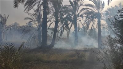 6 سيارات إطفاء للسيطرة على حريق في مزرعة نخيل بالوادي الجديد