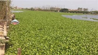 الري: استغلال ورد النيل من خلال تدريب السيدات الريفيات على استخدامه لصناعة المشغولات اليدوية