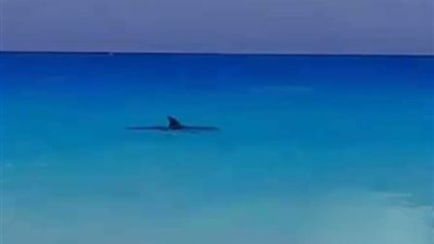 قرار جديد من القومي للبحار بعد ظهور كائن بحري ضخم بالساحل الشمالي