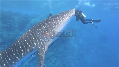 وزيرة البيئة: أنشطة الصيد الجائر أحد أهم أسباب هجوم القرش على البشر