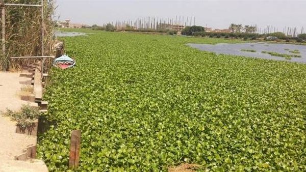 تجمعات نباتية على