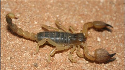 بسبب ارتفاع درجات الحرارة.. إصابة 78 شخصا بلدغ عقارب وثعابين في الوادي الجديد| بث مباشر