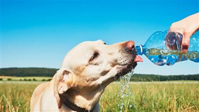 كيفية الحفاظ على برودة الحيوانات الأليفة خلال موجة الحر