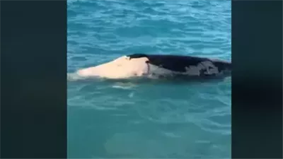 حوت زعنفي أم قرش؟.. معهد علوم البحار يكشف نوع الكائن الغريب بالساحل الشمالي 