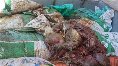 ضبط سيارة محملة بـ 400 كيلو دواجن نافقة في حملة تموينية بالفيوم