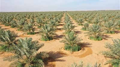 القوات المسلحة تنظم زيارة إلى مشروع استصلاح وزراعة الأراضي الصحراوية بتوشكى