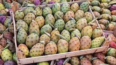 التخلص من الدهون.. تأثير التين الشوكي على القولون العصبي