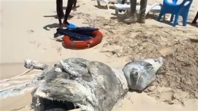 عجل نافق في قرية داخل الساحل الشمالي.. والبيئة تعلق | بث مباشر