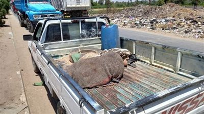 أمام محطة قطار إدفو وأعلى سيارة ربع نقل.. العثور على جثتين بهما طلقات نارية بأسوان