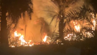 حريق هائل يلتهم مزارع نخيل في الوادي الجديد| صور