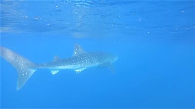 للمرة الثانية.. القرش «بهلول» صديق الإنسان يظهر من جديد.. فرصة جيدة للتسويق السياحي