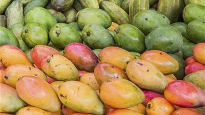 المانجو يبدأ من 15 جنيهًا| شعبة الفاكهة: زيادة المعروض دفعت الأسعار للانخفاض.. واستقرارها لنهاية الموسم