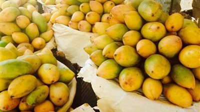 الإحصاء: صادرات مصر من المانجو وعصائر الفواكه تسجل 290 مليون دولار خلال 12 شهرًا