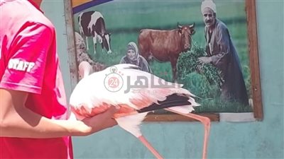 بعد العثور عليه في حالة إعياء شديدة.. إسعاف طائر فلامنجو بالغردقة| صور