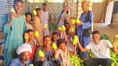 أبرزها العويسي والزبدة.. أسواق أسوان تنتعش بـ336 نوعًا من المانجو