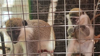 بكيزة وزغلول.. هروب قردين من مول تجاري شهير ببورسعيد