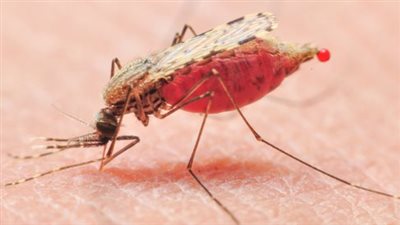 خبراء: حمى الضنك ستنتشر في 10 مدن باكستانية رئيسية بحلول أكتوبر