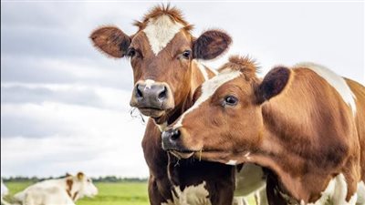 خبراء يحذرون من تهديد فيروسي ينتقل من البقر للبشر