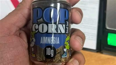 بعد العثور عليها داخل علبة فشار.. الأجهزة المختصة بالغردقة تباشر التحقيق مع فرنسية بحوزتها مخدر الماريجوانا 