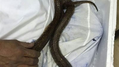 رجل في الصين يهرب 100 ثعبان حي في سرواله