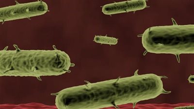 مخاوف في الولايات المتحدة بعد اكتشاف حالة طاعون بشري جديدة