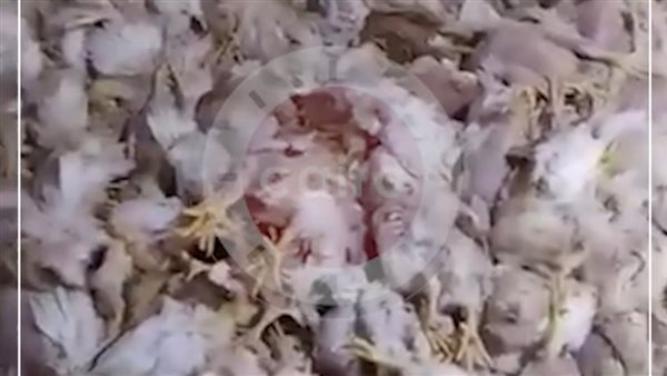 نفوق الدواجن