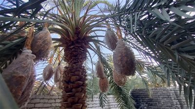 موسم حصاد الخير.. مزارعو الوادي الجديد يستعدون لحصاد 2.5 مليون نخلة | صور