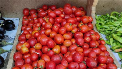 الكيلو هيوصل لـ 30 جنيهًا.. نقيب الفلاحين: ارتفاع أسعار الطماطم الشهر المقبل