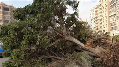 حقيقة قطع أشجار بالقرب من ميدان هيئة التدريس بالدقي وتحويله لمنطقة كافيهات | بث مباشر