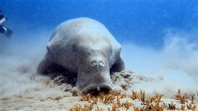 عادت من جديد.. عروس البحر تبهر سياح بالظهور مرة أخرى على شواطئ مرسى علم| صور