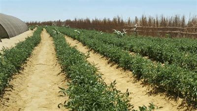 بسبب شدة الحرارة.. زراعة الوادي الجديد تحذر من ري الأراضي في وقت الظهيرة