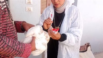 تحصين ربع مليون طائر ضد الأنفلونزا والأمراض الوبائية بالشرقية